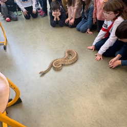 Netradiční domácí mazlíčci